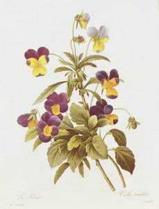Viola Tricolor